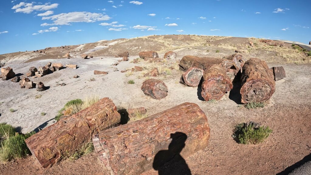 Petrified Wood on Crystal Forest Trail