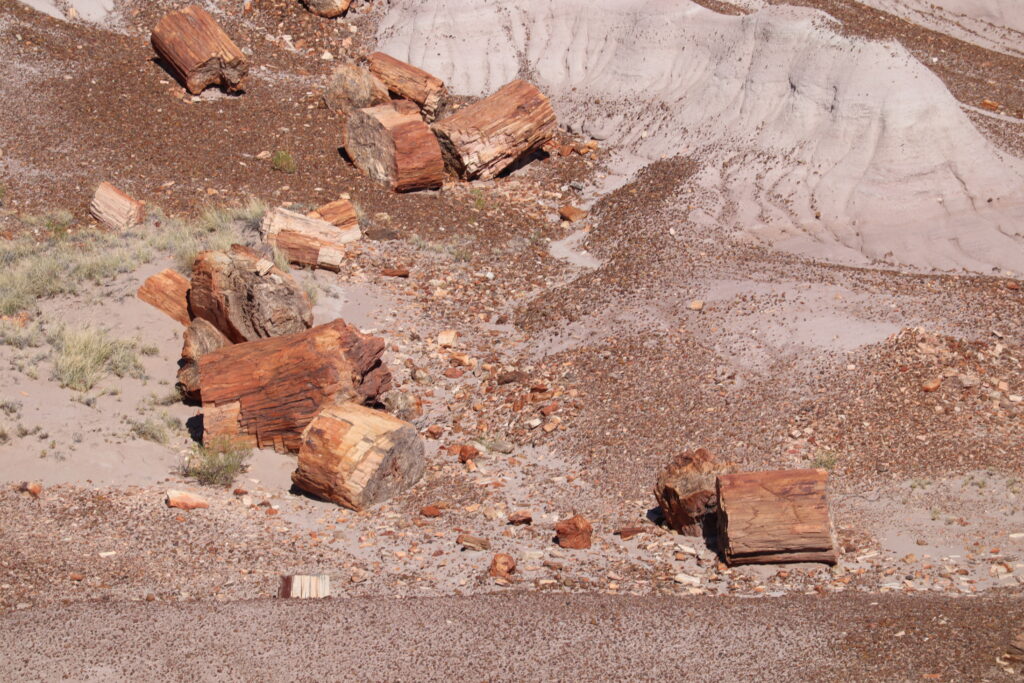 Scattered Petrified Wood