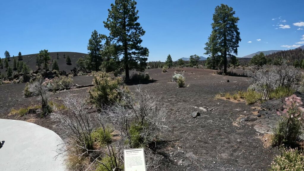 Apache Plume in the Volcano Soil