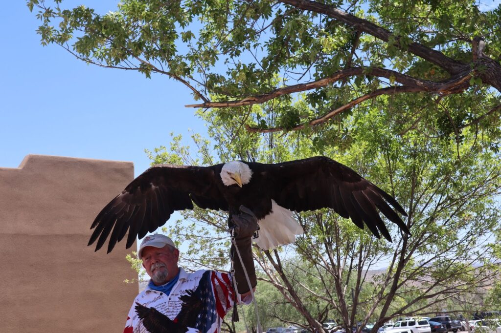 Rescued American Eagle