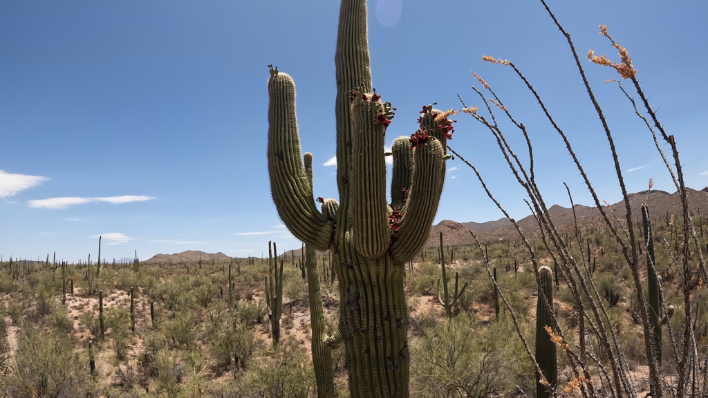 Saguaro Cactus on Signal Hill Trail